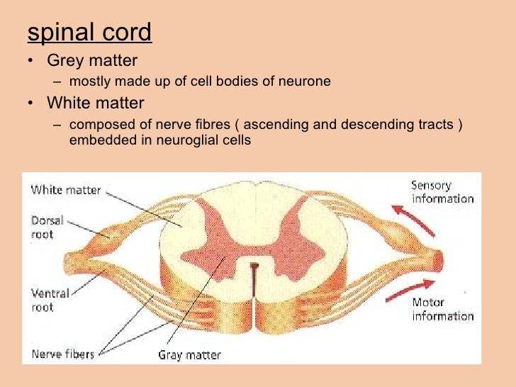 How long to cook beef stew meat on the stove The white matter of spinal cord is mainly quizlet